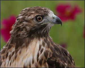A male red-tailed hawk was among the many migrating raptors that could be viewed at Hawkfest 2005.