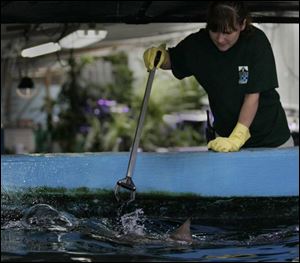 A shark's fin surfaces as aquarium keeper Angie Beener feeds the sharks during The Big Feed. Usually, visitors can see the sharks eat the food, but they can't see keepers feeding them.