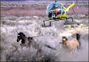 This file photo from Jan. 30, 2004, shows a helicopter helping to herd some wild horses in a roundup near Lahontan, Nev.