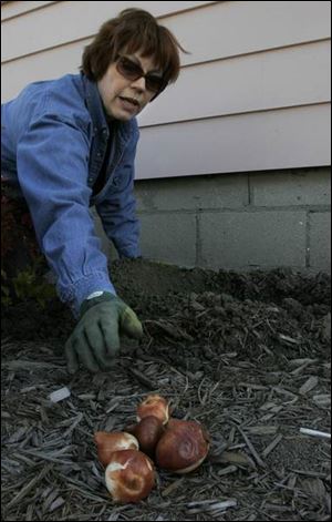 Teri Clement plants some tulip bulbs in front of her home.