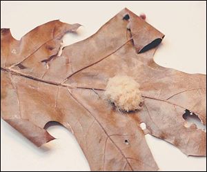 Fuzzy oak gall resembles a tan cotton ball on an oak leaf.