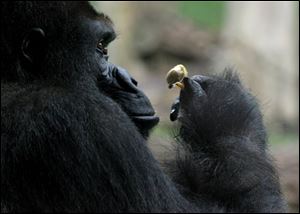 Akbar relaxes with part of an apple snack at the Toledo Zoo. Keepers say the 29-year-old silverback has a heart ailment.
