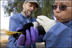 Dr. Walter Boyce, left, and Grace Lee of the University of California, Davis, check a magpie for avian flu. They are part of a large network of federal, state, and private industry groups doing extensive monitoring and surveillance along the major migratory flyways.