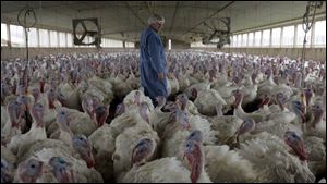 Bill Staugler, Cooper Farms production manager, surveys the occupants of a 6,000-turkey barn near Fort Recovery, Ohio. At full size, the birds will weigh 34 to 47 pounds. 