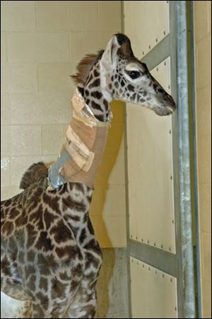 Zahara, the five-month-old giraffe, is on antibiotics again, and her neck has been wrapped in a brace for stability.