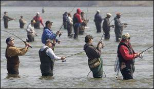Fishermen wade into the Maumee River to try their luck during the annual walleye run.
