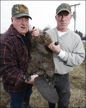 Merl Downs, left, and Red Sekinger hold the first beaver
trapped in recent history at Magee Marsh State Wildlife Area in western Ottawa County. They noted what appeared to be a beaver lodge and secured a permit to trap the animal.