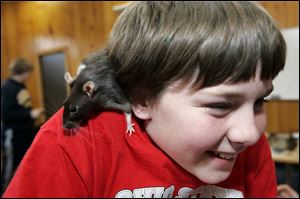 Zach Bradner, 12, gets a little nervous as a rat checks him out during Woodmore's wildlife classes at Camp Michindoh.