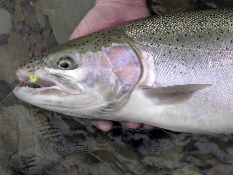Steelhead fishing means battling elements Toledo Blade
