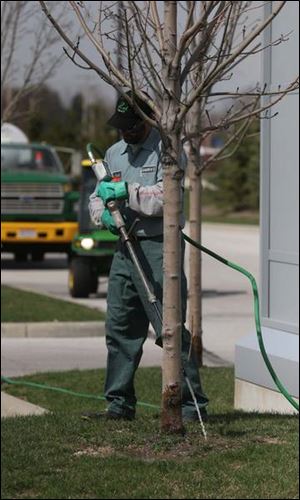 Chuck Karbowiak treats an ash tree in Oregon with insecticide.