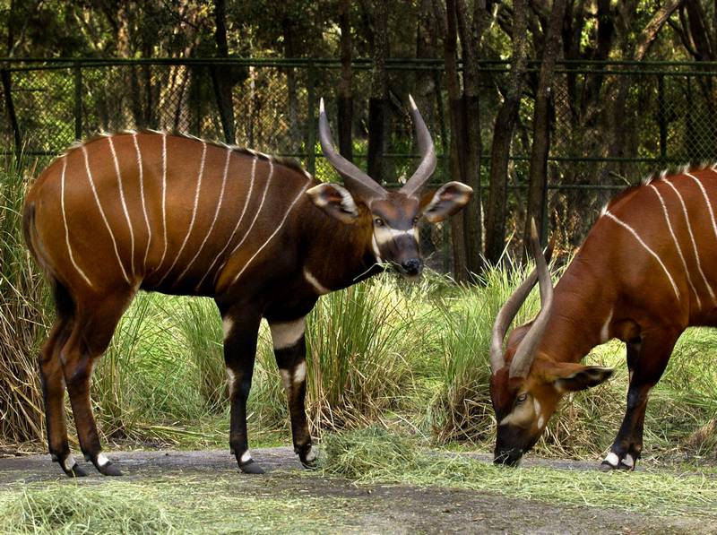 Large Antelope Dies After Dash To Rhino Moat The Blade