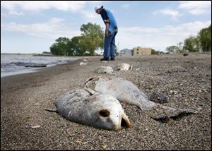 Chris Smith, 18, of Port Clinton examines some of the dead fish littering the Lake Erie shoreline at the city's beach. The deaths of thousands of fish are puzzling wildlife experts.