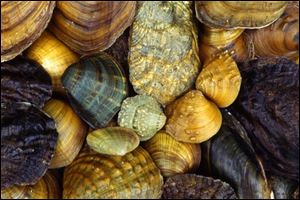 Freshwater mussels can range in size from a peanut weighing less than an ounce to a sheet of paper weighing several pounds.