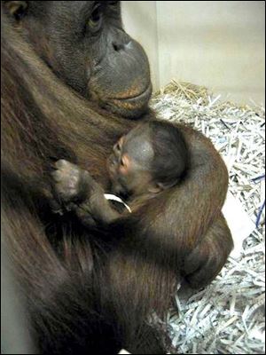 Kutai, a 14-year-old orangutan at the Toledo Zoo, nurses her baby, which was born Saturday. 