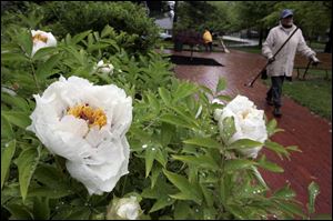 Mona Macksey prepares to plant flowers at the Toledo Botanical Gardens, where tree peonies soak up the rain. Ms. Macksey says rainy weather can be a wonderful time for planting in the garden.