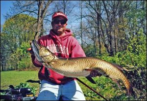 Matt Amedeo hoists his record Ohio tiger muskie of 31.64 pounds, taken last month at Turkeyfoot Lakes near Akron.