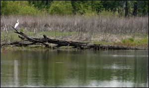 The Ohio Environmental Protection Agency study classified the Three Eagles wetlands mitigation bank in Sandusky County as mostly unsuccessful. It is one of two mitigation zones in northwest Ohio.