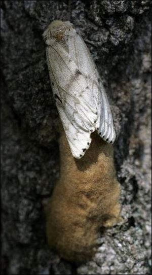 Gypsy moths live only for about 10 days as moths, but that is time enough to lay eggs for the next generation.