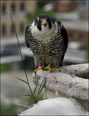 An adult peregrine keeps close watch. 
