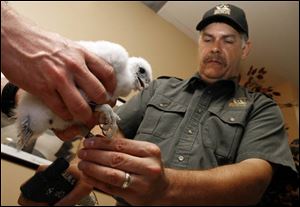 Dave Scott of the Ohio Division of Wildlife bands the falcon chick.