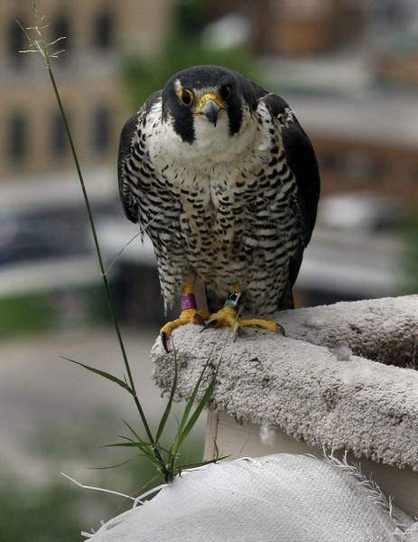 Peregrine-falcon-banded-in-rooftop-close-encounter-2