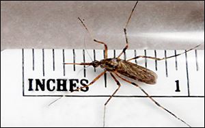 Oregon's Ernie Humberger collected this giant mosquito. It is up to five times bigger than most found in the area.