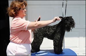 Sarah LaGassa grooms her Kerry Blue Terrier Cricket.