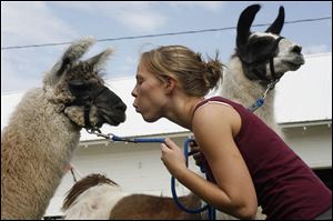 Michelle Towers shows love for her friend s llamas as the animals settle in for the fair s seven-day run, starting today.

