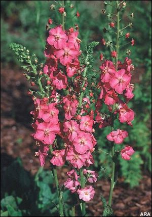 With bright cherry-pink blooms, Burpee s  Verbascum Rosetta  is an extra-tough, drought-tolerant charmer in both perennial borders and more naturalized settings.

