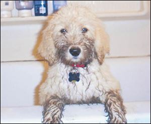 Wags, Heidi Agerter's Golden Doodle, looks like he's ready for trouble.