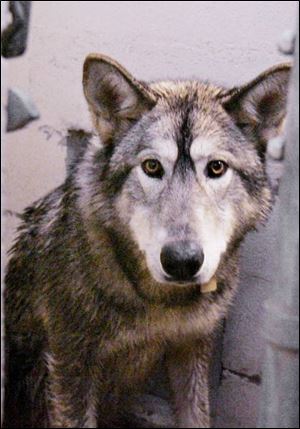 This wolf was tranquilized by Lucas County Dog Warden Tom Skeldon and captured in the county's northwest corner.
