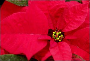Poinsettias grow best in a room between 60 and 70 degrees and away from any drafts. 