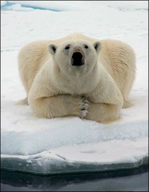 This polar bear was sitting quite comfortably as it watched a
whaling crew off shore near Barrow, Alaska last May.