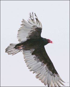 The birds can have a wing spread of up to 6 feet.