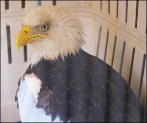 After seeing this bald eagle with a broken wing in the woods near railroad tracks in Erie, Mich., the Barbara brothers, who work for Canadian National Railway, staged a  search and rescue  mission on Good Friday. They grabbed the eagle by its talons and took it to raptor specialists in Monroe for rehabilitation.
