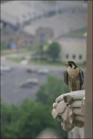 A parent peregrine of the three falcon chicks that hatched in a nest atop the University of Toledo s University Hall s bell tower perches on a gargoyle. State wildlife officials removed the brood from the nest yesterday to band the fledgling raptors.