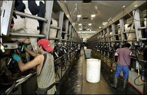 Employees attach milking equipment to cows in the milking parlor of the Vreba-Hoff dairy farm near Hudson, Mich.
