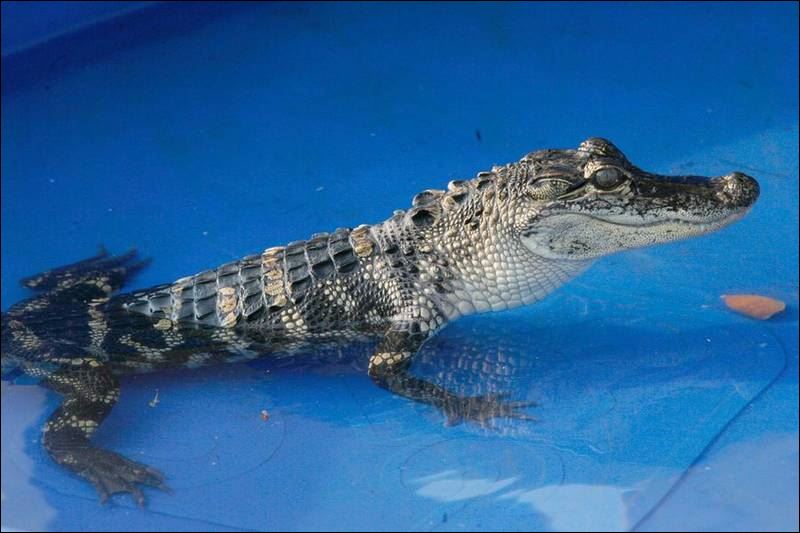 alligator animal