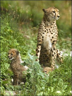 Slug:   CTY cheetahcubs28p      Date:  06/27/2007        The Blade/Andy Morrison       Location:  Toledo     Caption: Two cheetah cubs relax in the shade with their mother Shaka at the Toledo Zoo,  Wednesday, 06/27/2007.        Summary: