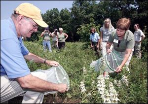 John F. Jaegger, director of natural resources, and Denise Gehring, director of environmental programs for the Toledo Area Metroparks, release endangered Karner blue butterflies at Oak Openings Metropark.