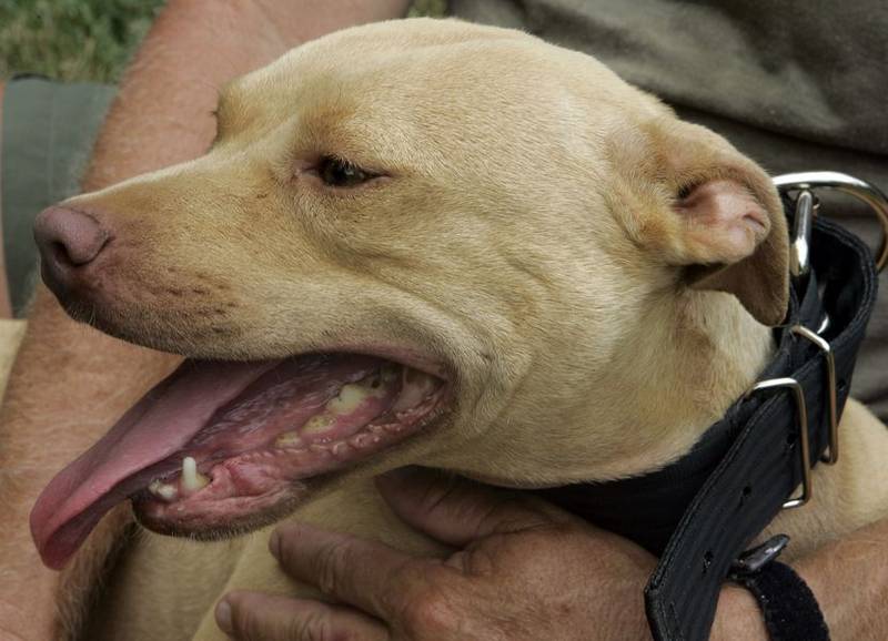 Ohio Supreme Court upholds Toledo's vicious dog ordinance The Blade