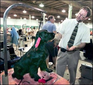 Bowling Green resident Mike Roehrs takes a final look at Coal, a field spaniel, before showing him at a Toledo Kennel Club All-Breed Dog Show earlier this summer.