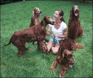 Erin Callahan of Temperance is surrounded by her show dogs, Irish setters, from left, Fizzy, Stella, Cash, and Stout.