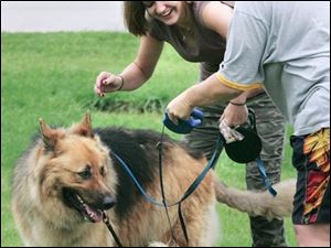 CTY dogs26p 08/25/07 The Blade/Dave Zapotosky Location: Secor Metropark, Berkey, Ohio Caption: Meghan Eurenius, of Erie, Michigan, left, untangles the leash of her dog Bartles, a Belgian Shepherd, from that of Hope Clark of Toledo, right, and her dog Austin, a Shih-tzu. They were attending the Dog Days event at Secor Metropark in Berkey Saturday. Summary: Please get shots of Metroparks Dog Days event at Secor Metropark, including a performance by "the high-flying Purina Incredible Dog Team, a collection of some of the world's most athletic canines.