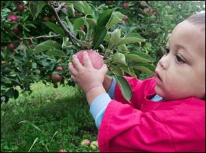 Carter Eber, 1 1/2 years, wrests the fruit from the tree. 