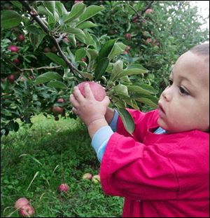 Carter Eber, 1 1/2 years, wrests the fruit from the tree. 