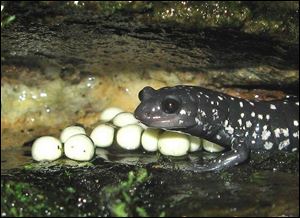 A female slimy salamander protects her eggs in an exhibit at the Toledo Zoo. She protects her eggs with a coating of slime.