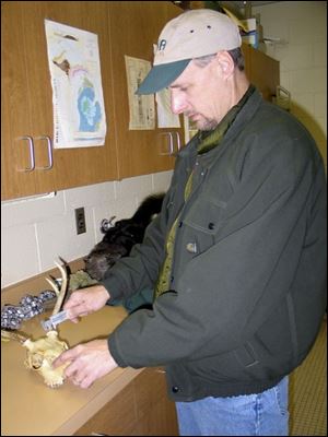 Craig Albright, a Michigan Department of Natural Resources biologist, measures antlers in Wells Township, Michigan.