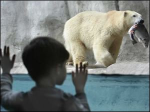 Slug: CTY  bears28p  Date:  11/27/2007        The Blade/Amy E. Voigt       Location: Toledo, Ohio Caption:  Zachary Spears, 3, from Waterville watches as male polar bear cub Nikita carries a whole salmon which he will eat in celebration of Nikita's first birthday. The other twin bears Aurora and Anana, who were born to Crystal, also celebrated earlier in the day with special treats. Only four cubs were born in North American zoos in 2006 and three of them were born at The Toledo Zoo.