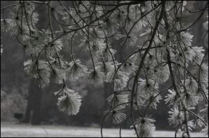 In nature, however, the beauty of the ice was apparent, such as in these branches along River Road near Side Cut Metropark.